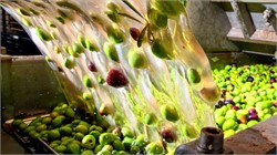 Producers in Greece Generate Electricity with Olive Mill Wastewater